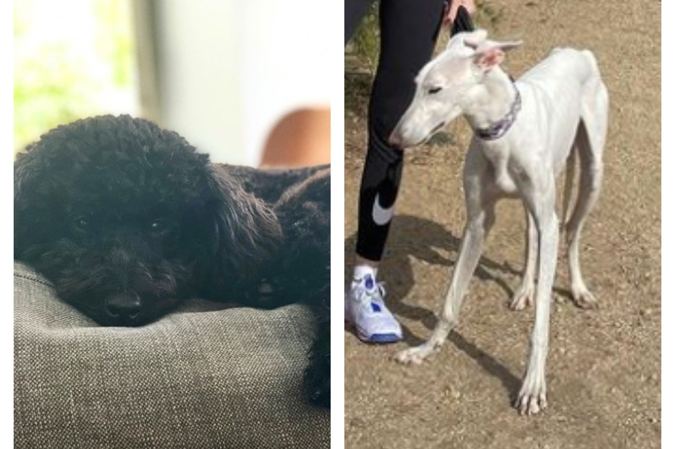 Pepe y Gus, las mascotas de Dani Carvajal, lateral de España en Catar 2022