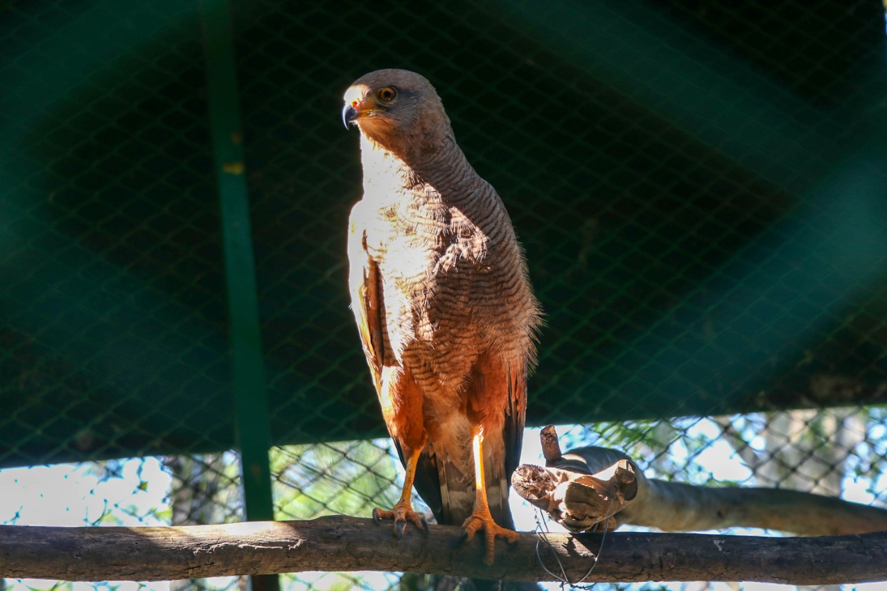 Con vuelos cortos, pero seguros, un águila sabanera se recupera satisfactoriamente en el Centro de Atención y Valoración de Fauna Silvestre – CAV - de la CDMB, luego de sufrir un aparatoso accidente en el aeropuerto internacional Palonegro de
Bucaramanga. Foto: CAV