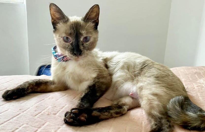 ¿Quiere adoptar una mascota? Estos diez animales buscan un hogar en Colombia