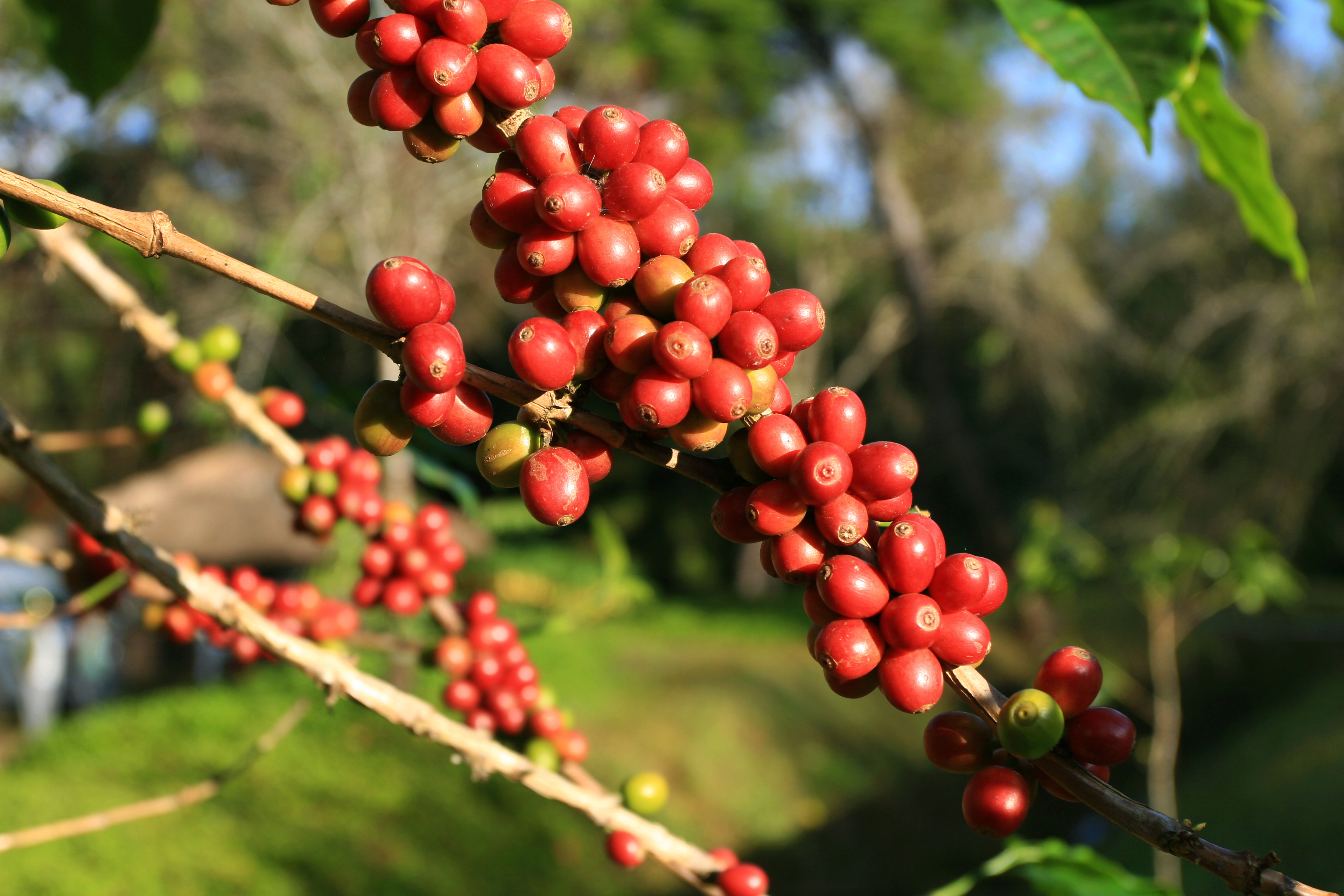 Cultivo de café.