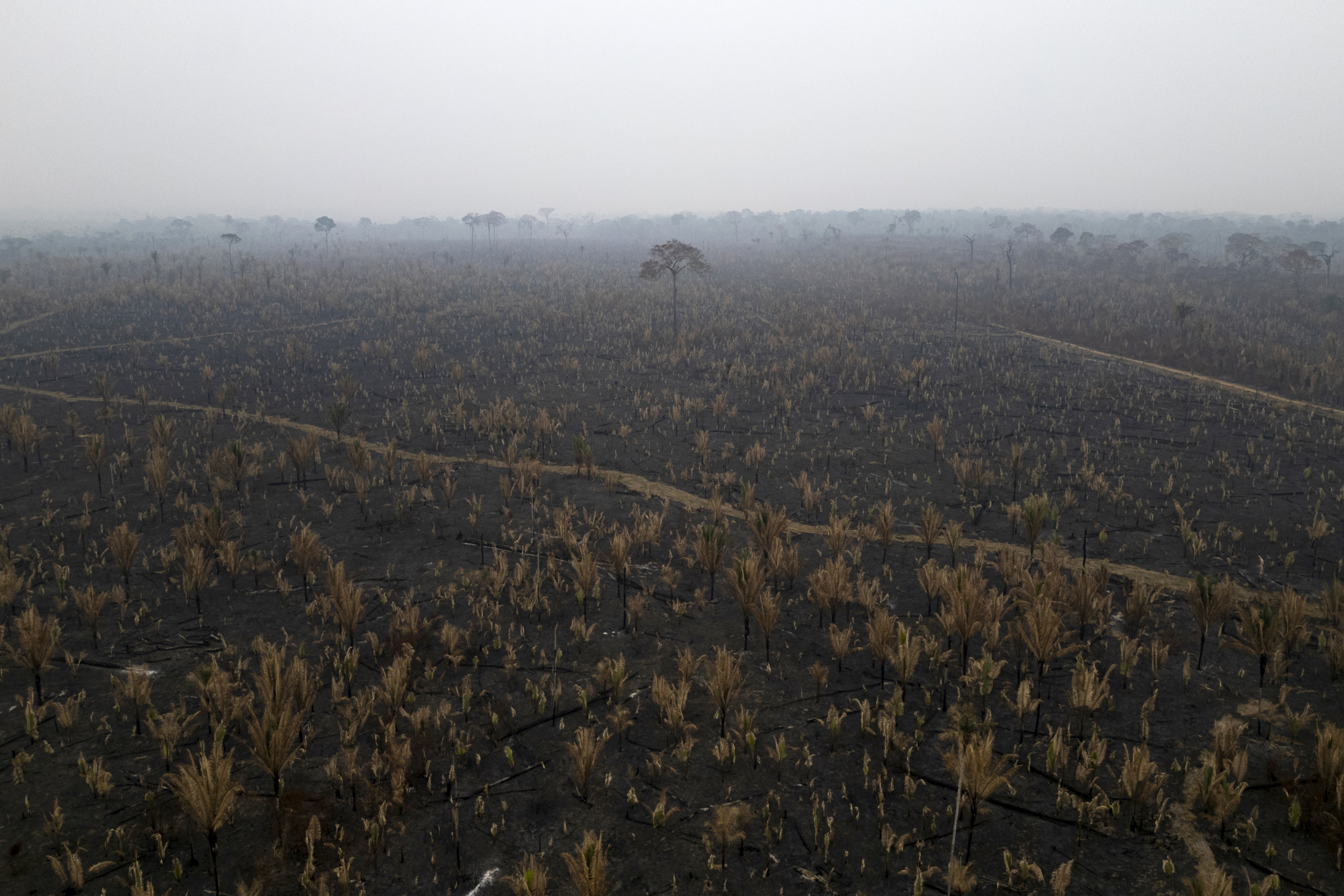 Sudamérica, la región que más bosques perdió en el mundo durante la última década