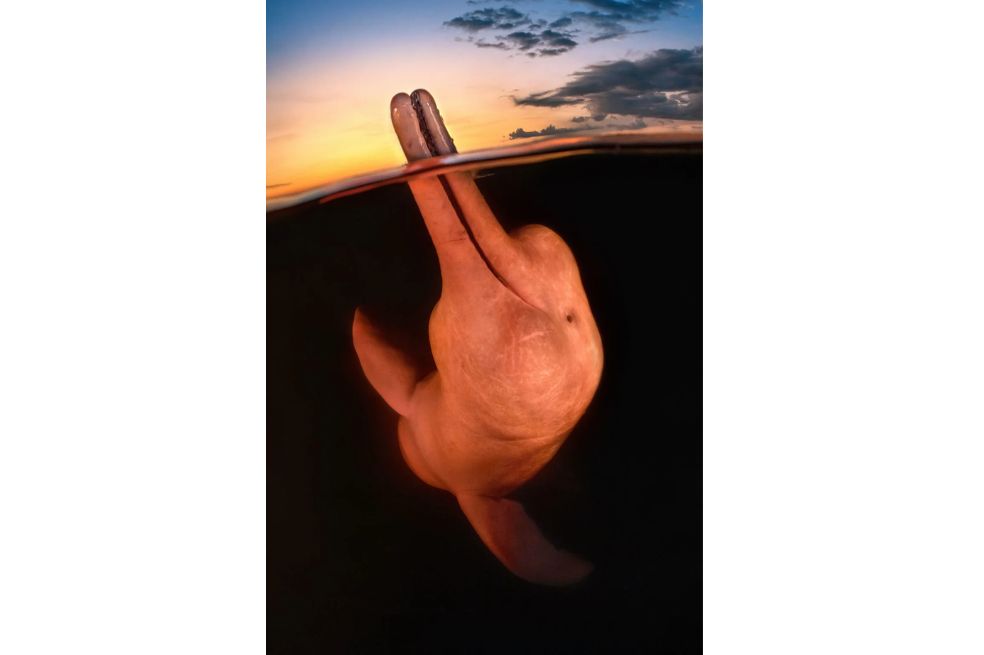 Esta imagen muestra a un delfín del río Amazonas. Kat Zhou, la fotógrafa, contó que: "Existe una leyenda entre los lugareños según la cual los delfines de río, o 'botos', pueden transformarse en apuestos hombres conocidos como 'boto encantado' para seducir a las mujeres". 
"Aunque no fui testigo de la transformación, estos bellos mamíferos me encantaron de otra manera. Después de ver cómo los botos sacaban a veces el pico por encima del agua, quise hacer una toma partida al atardecer. Aunque el agua estaba tan oscura que disparaba a ciegas, este delfín me regaló una pose y una sonrisa perfectas".