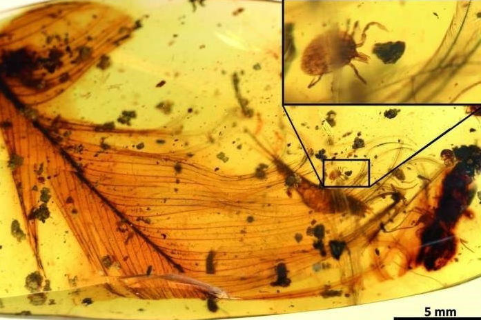 Las garrapatas también chuparon la sangre de los dinosaurios