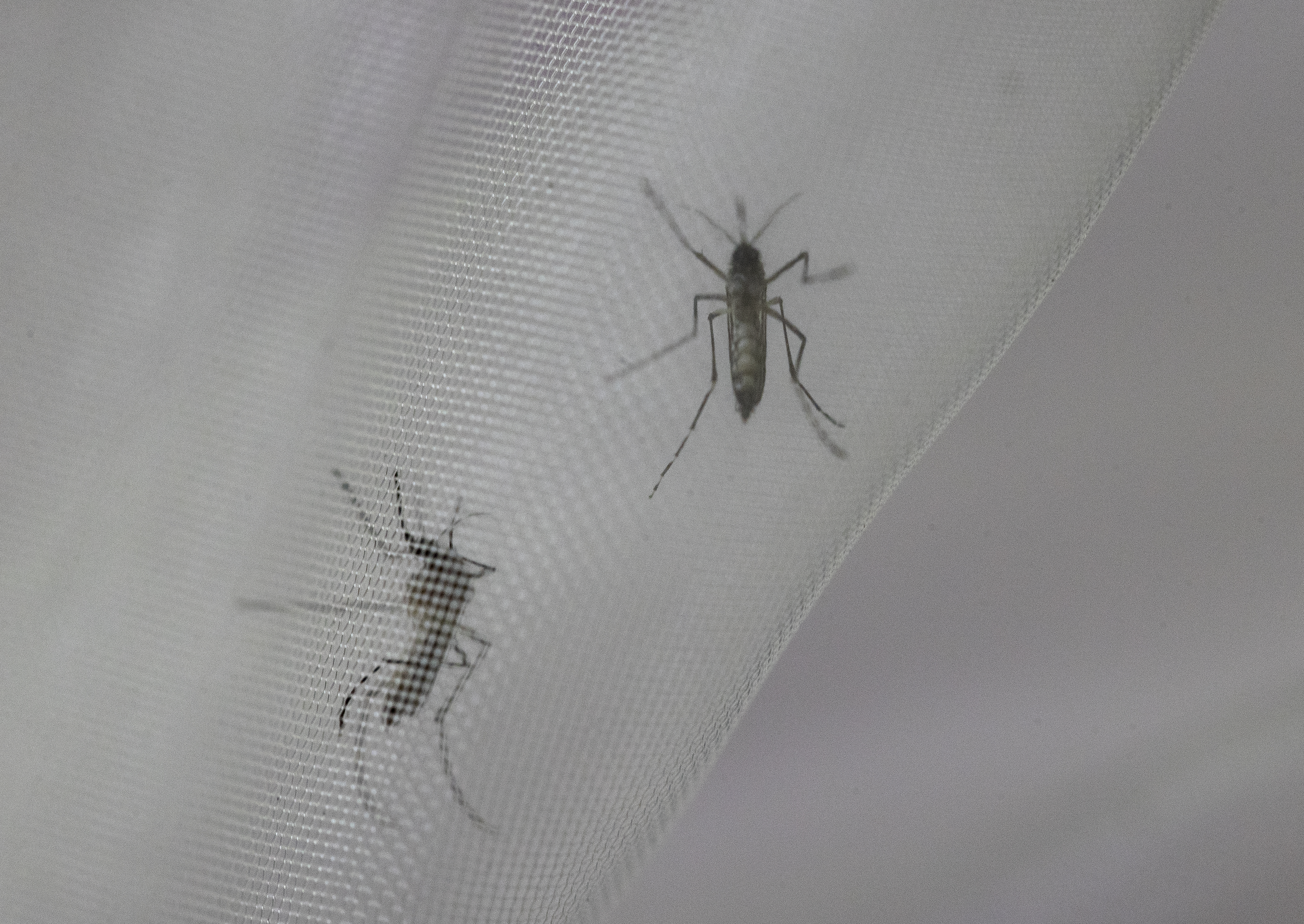 En lo que va de 2024 se han reportado 900 casos de dengue en el Valle del Cauca