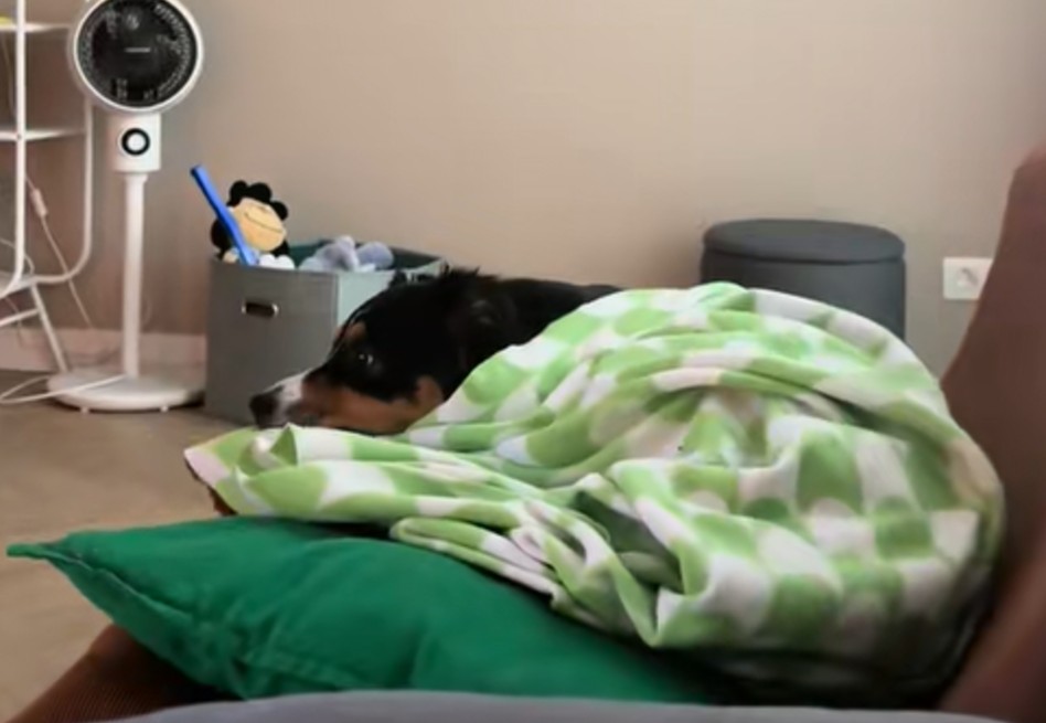 Así reacciona un perro después de un “día agotador” haciendo absolutamente nada