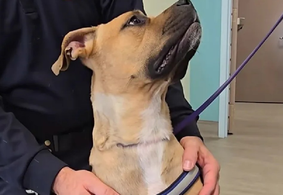 Abandonan a un perro con un grave corte en el cuello en un cementerio de Nueva York