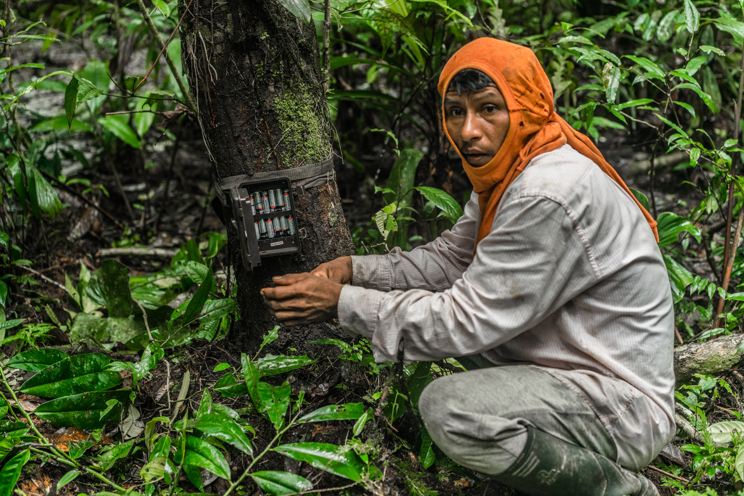 Flaminio Ranoque, uno de los 13 monitores, instalando una de las cámaras trampa. ©Luis Barreto/WWF Colombia