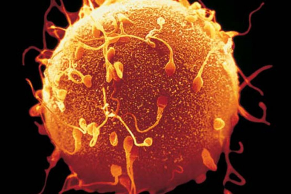 La comprensión de la fecudación molecular abre la posibilidad de crear nuevos fármacos distintos a los hormonales. / Blogspot