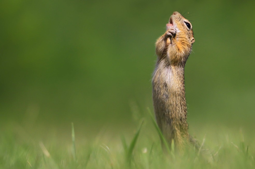 O sole mio: Esta foto fue tomada en Hungría. Según el autor, pareciera que esta especie estuviese cantando.