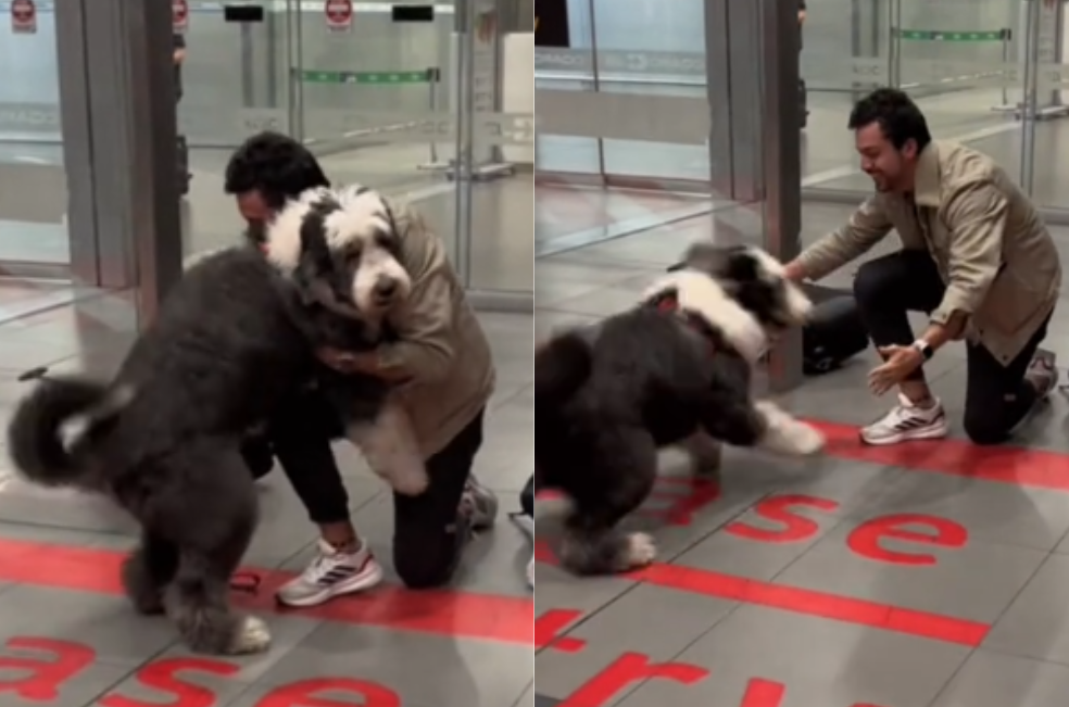 (Video) Emotivo reencuentro de un perro y su dueño en el aeropuerto El Dorado