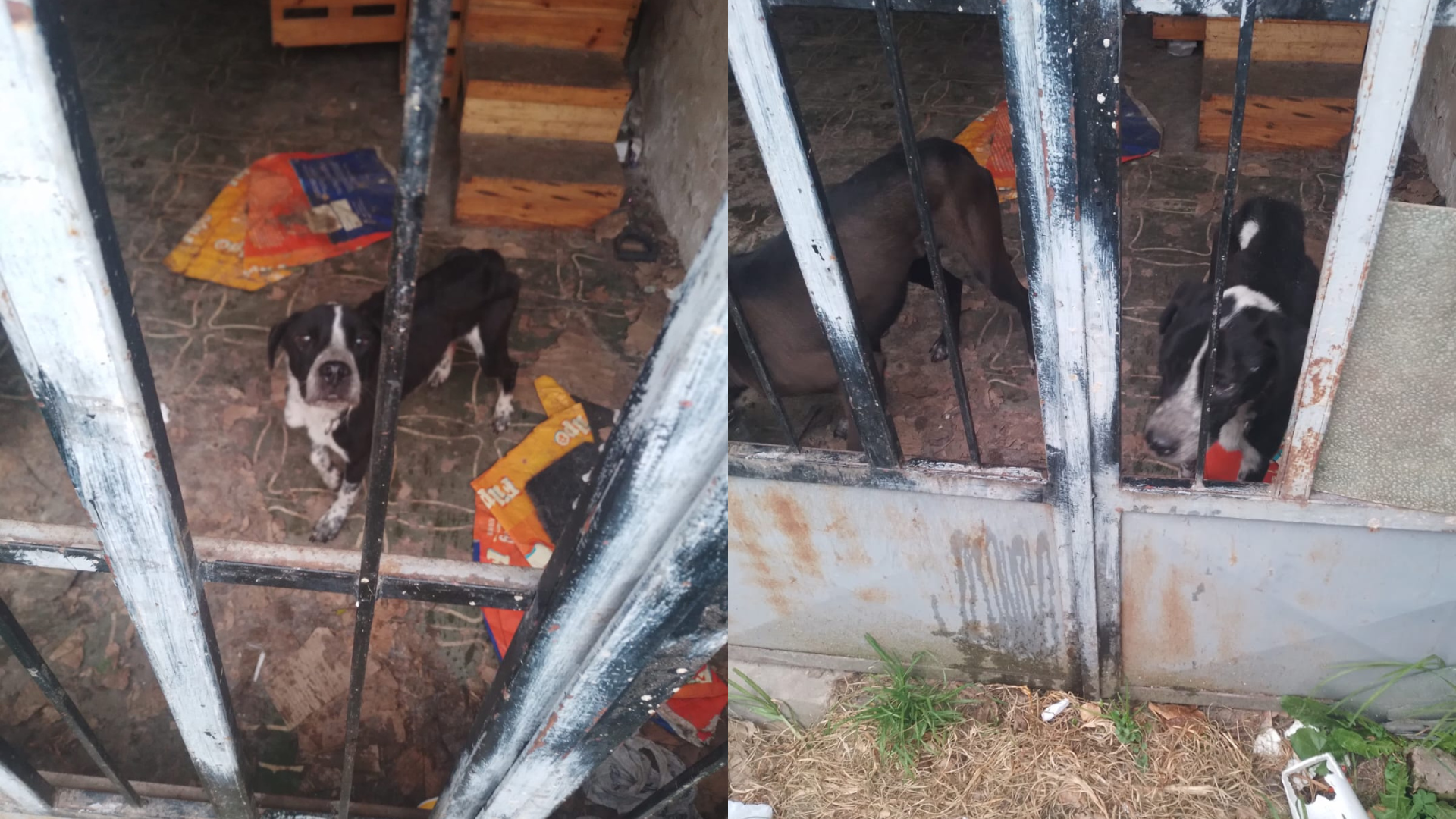 Cuatro perros podrían morir debido a abandono por parte de sus dueños en Chapinero