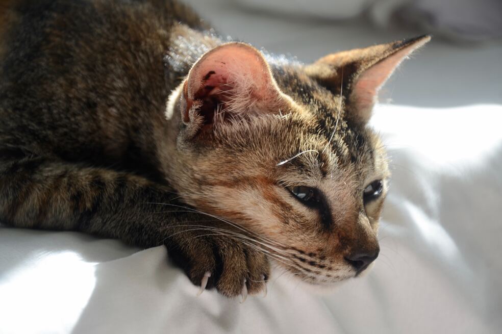 ¿Qué siente un gato cuando muere una persona cercana?