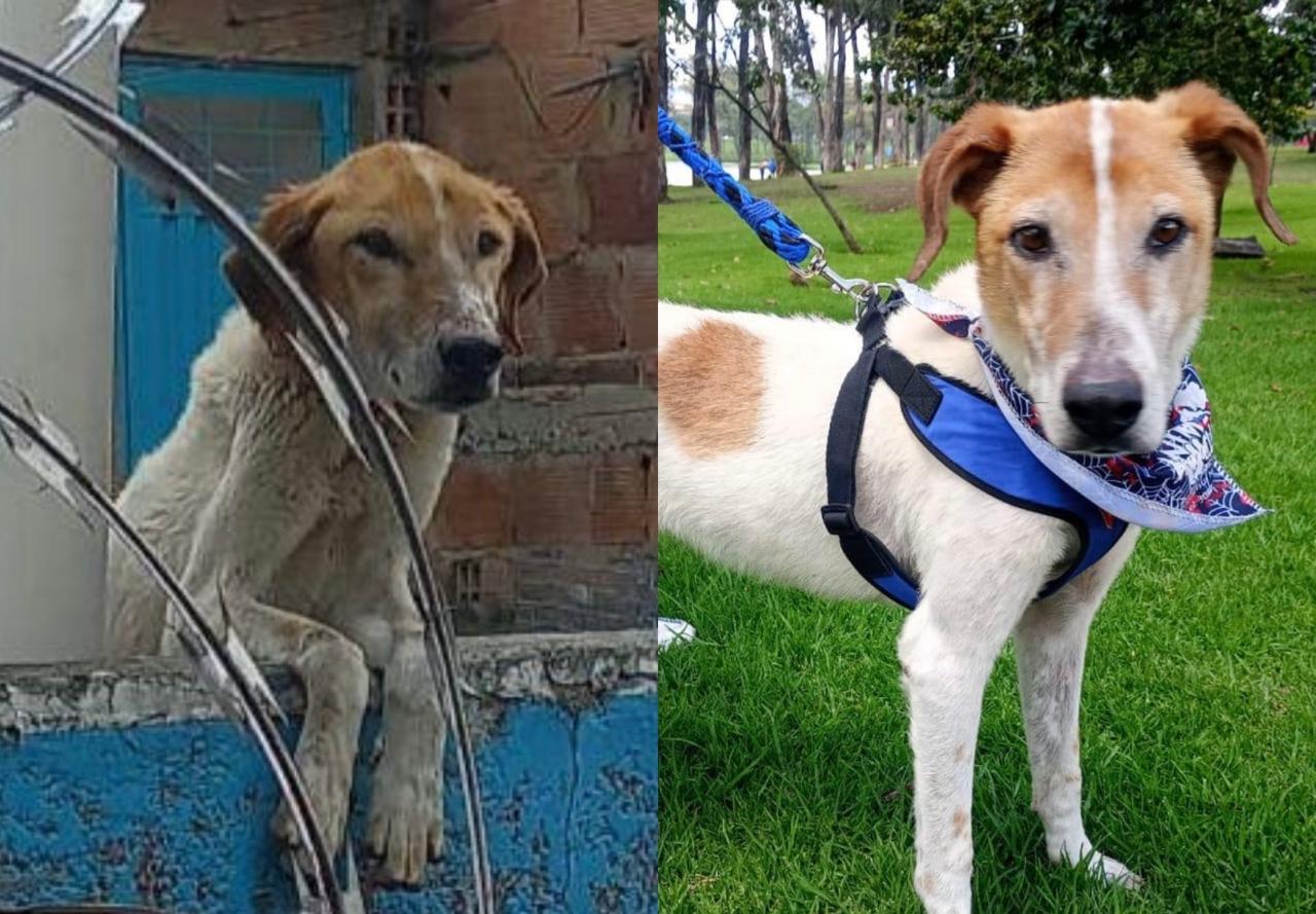 Tras años encadenado en una terraza, Guerrero logró sanar: ahora busca un hogar