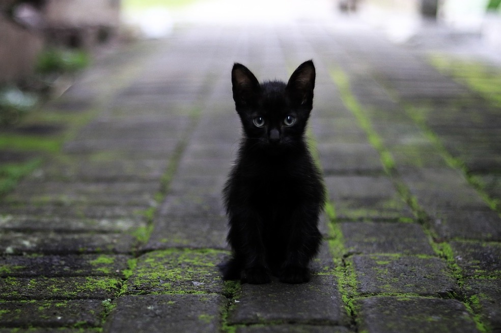 ¿Los gatos negros traen buena o mala suerte?