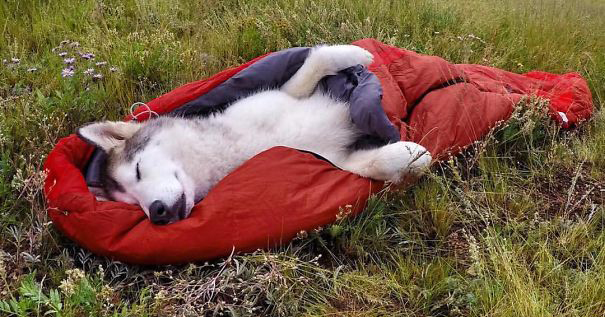 Felicidad es: viajar con tu perro