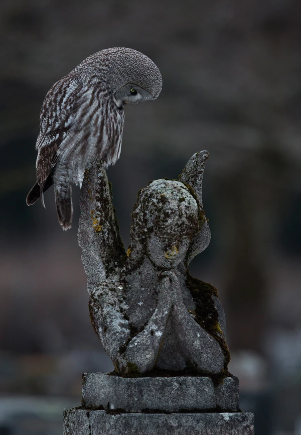 El ganador de la categoría de aves urbanas fue Arto Leppänen, quien capturó en Helsinki, Finlandia, a un Búho Gris (Strix nebulosa), que suelen dirigirse al sur para encontrar más alimento debido a la menor nieve. En la imagen, se observa al buho cazando en un cementerio.