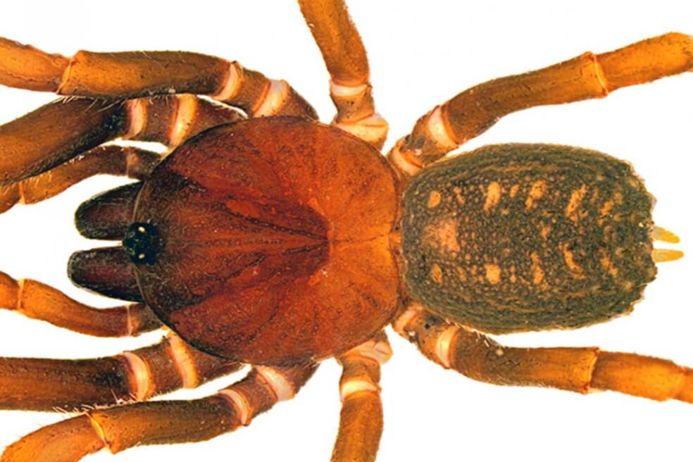Seis especies de arañas fueron bautizadas en honor a Star Wars