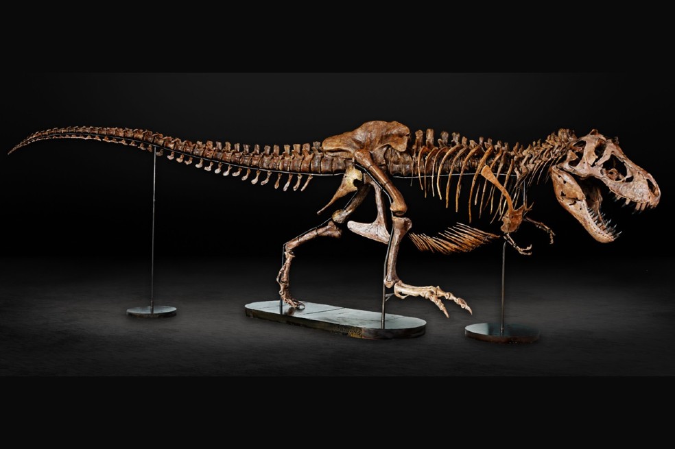 Al parecer existieron menos tiranosaurios rex de los que creíamos