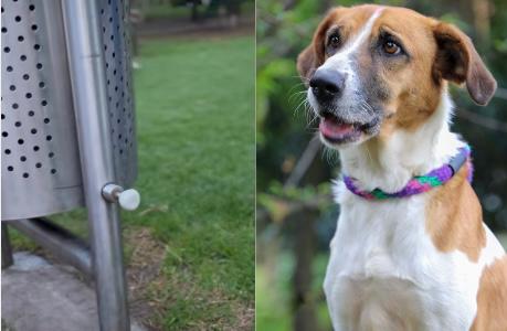 Denuncian que algunas canecas en Bogotá están causando graves heridas a los perros