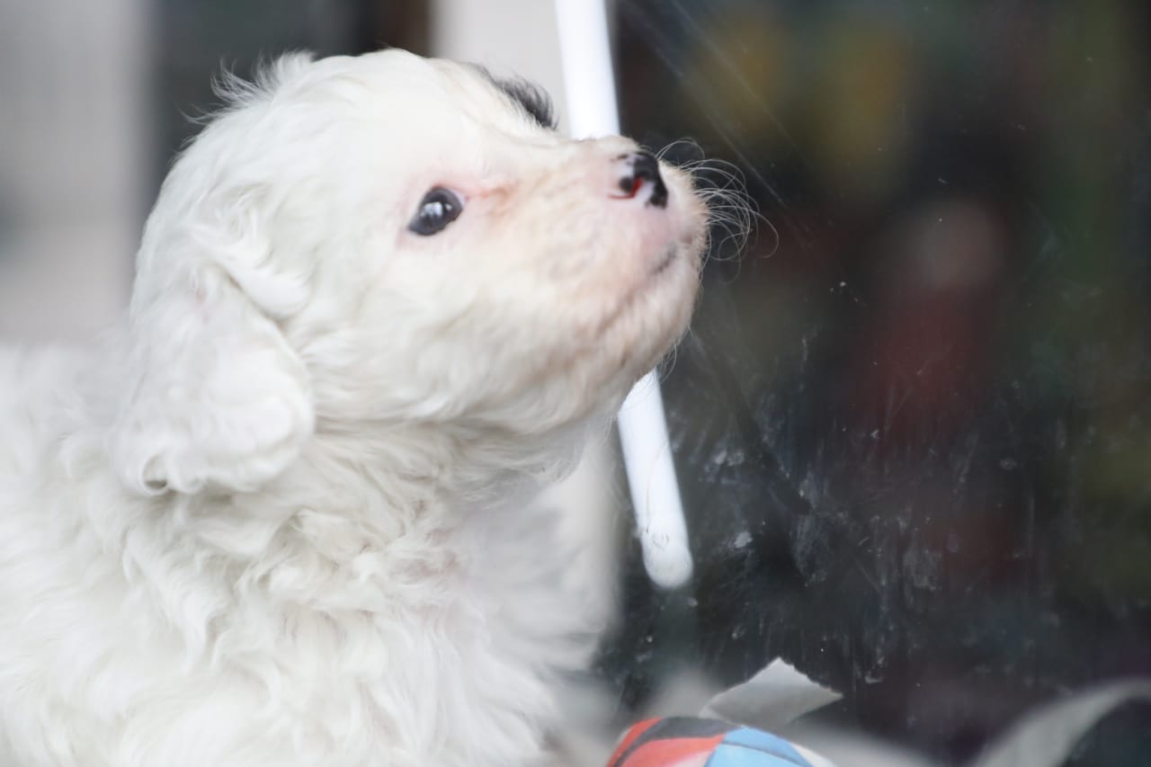 Rescatan 27 animales de comercio de mascotas en la Av. Caracas, en Bogotá