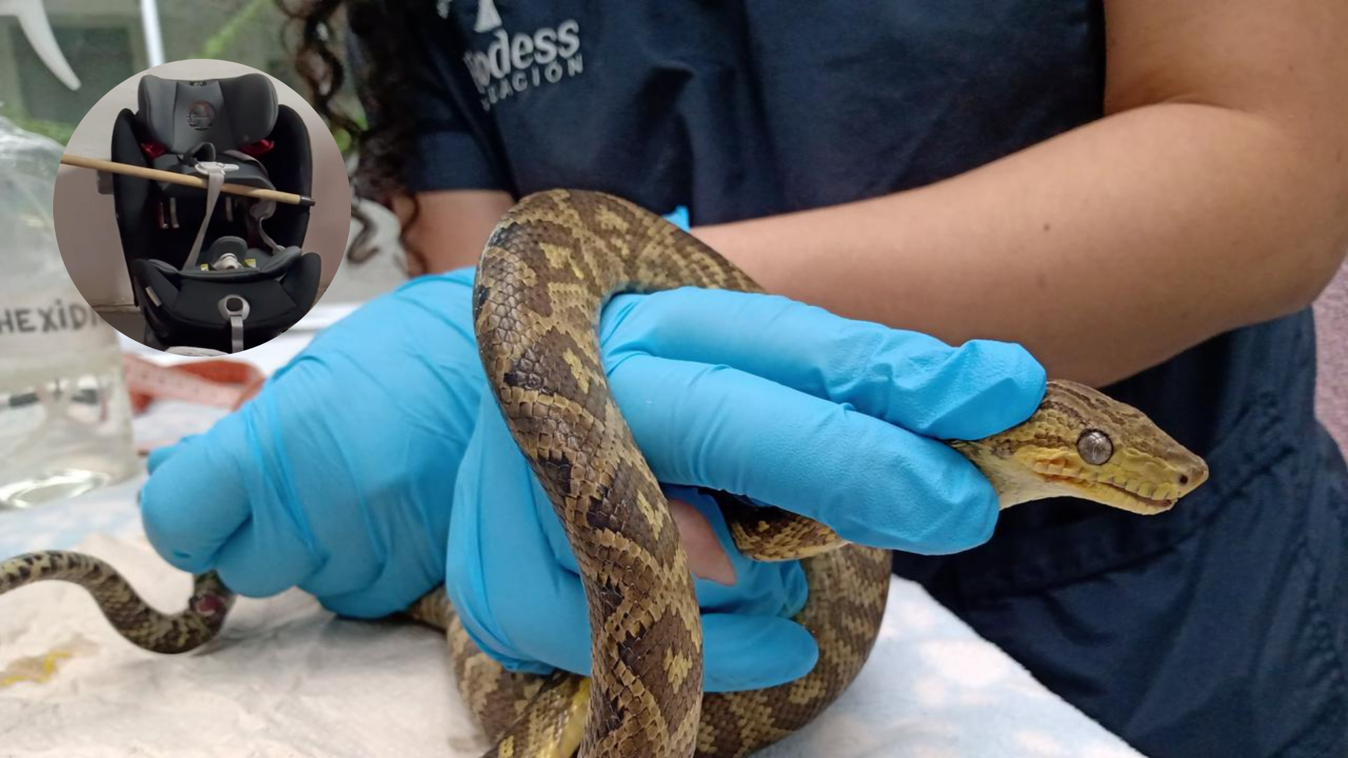 Padres se llevaron tremendo susto por boa que estaba en una silla del carro de su bebé