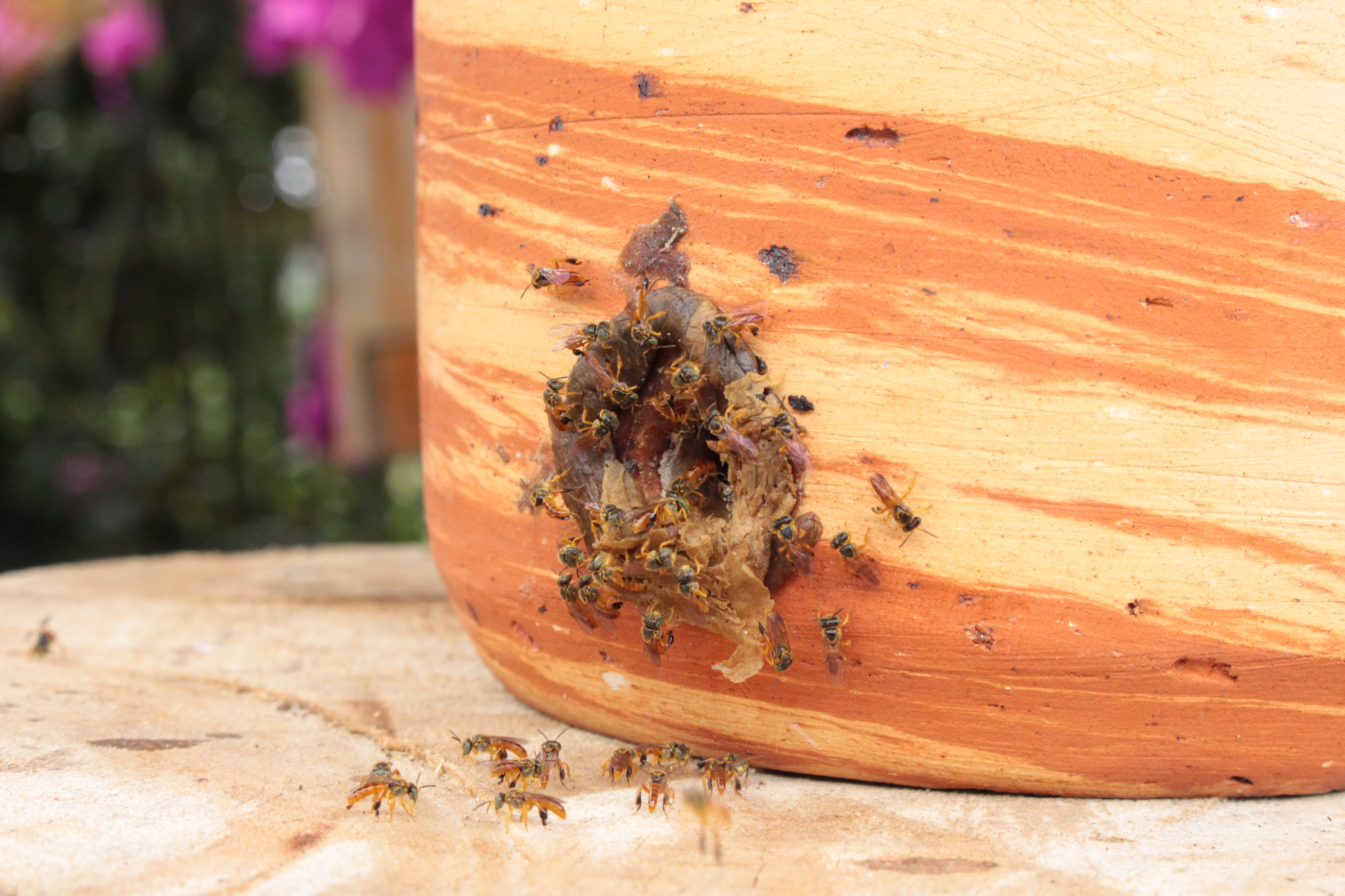 Las abejas angelitas son nativas y no tienen aguijón.