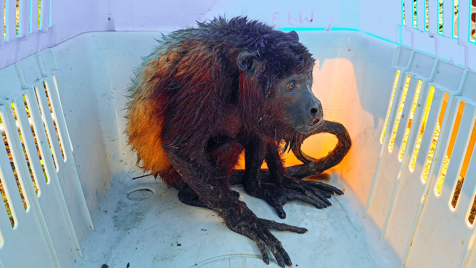 500 animales están a salvo, pero faltan más: autoridades ayudan tras inundación en La Mojana