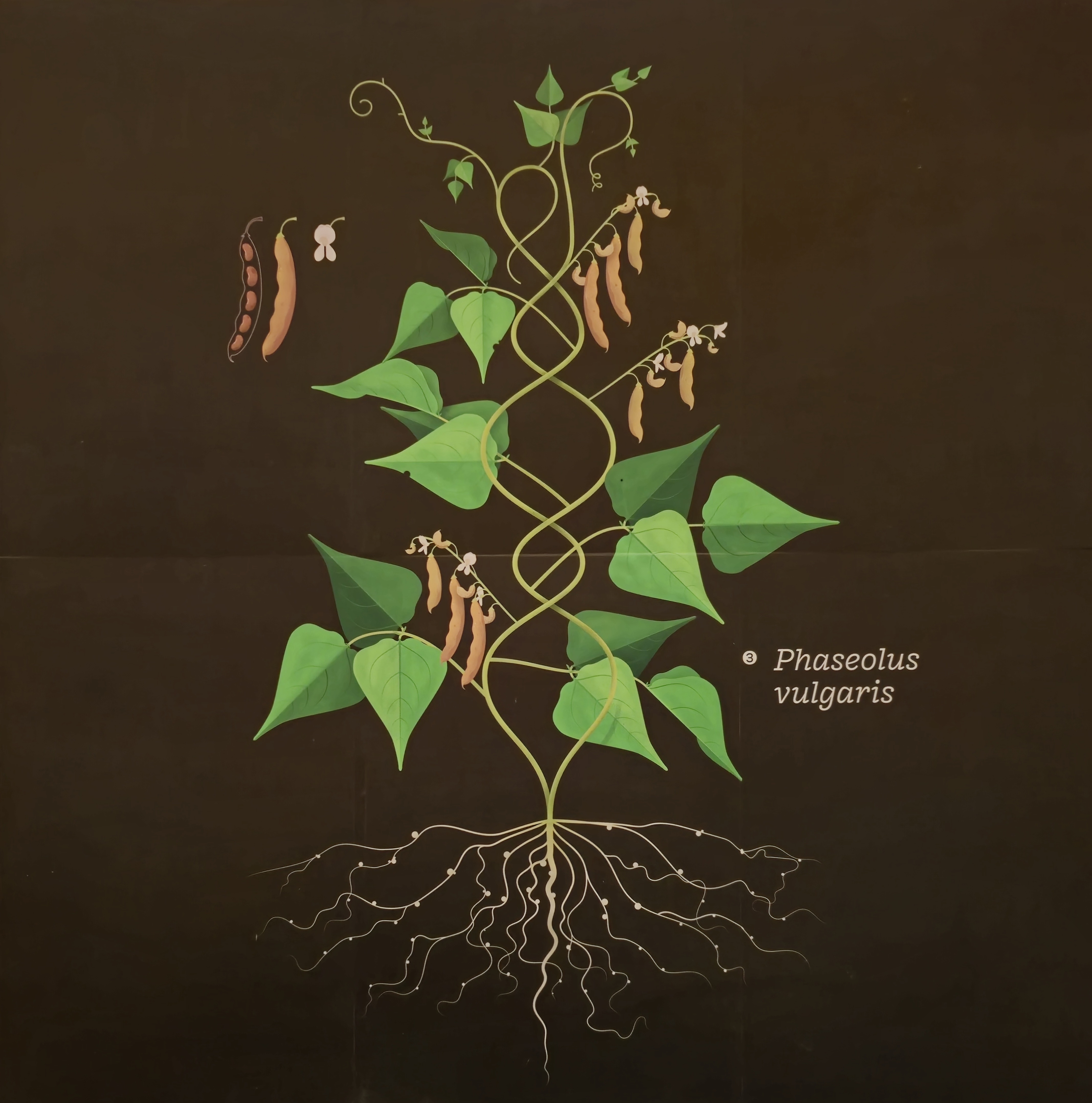 Ilustración de "Phaseolus vulgaris"  que se encuentra en Semillas del Futuro, en el CIAT.