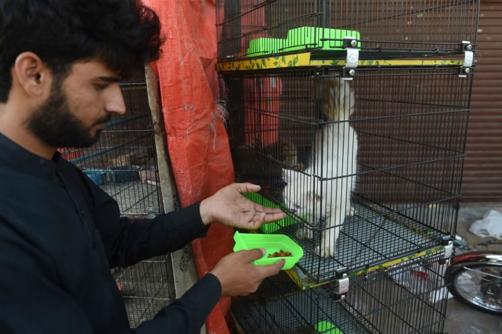 El coronavirus también podría infectar a los gatos (pero no se asuste)