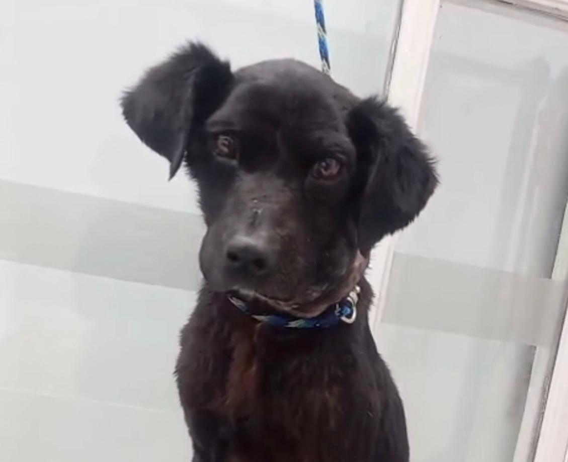Pomelo, el perrito rescatado que lucha por su vida y necesita ayuda urgente