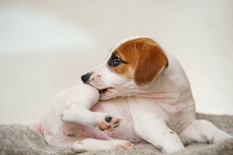 ¿Por qué mi perro no deja de rascarse?