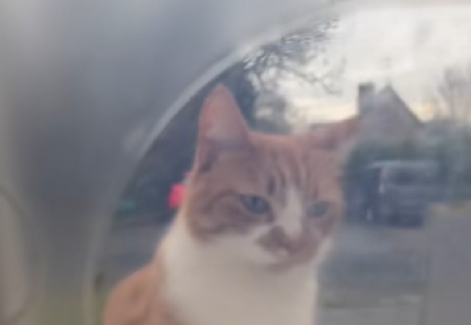 El curioso caso del gato que “venía con la casa” y se volvió viral en redes sociales