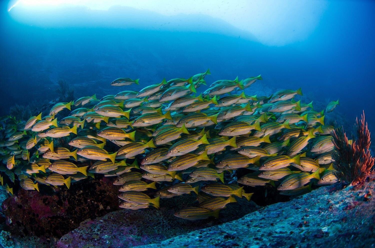 Catamarán Silky - Malpelo