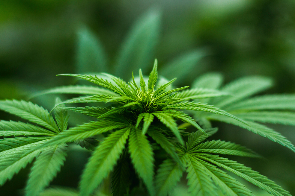 Cannabis: ¿qué es y cuáles son sus beneficios para la salud?