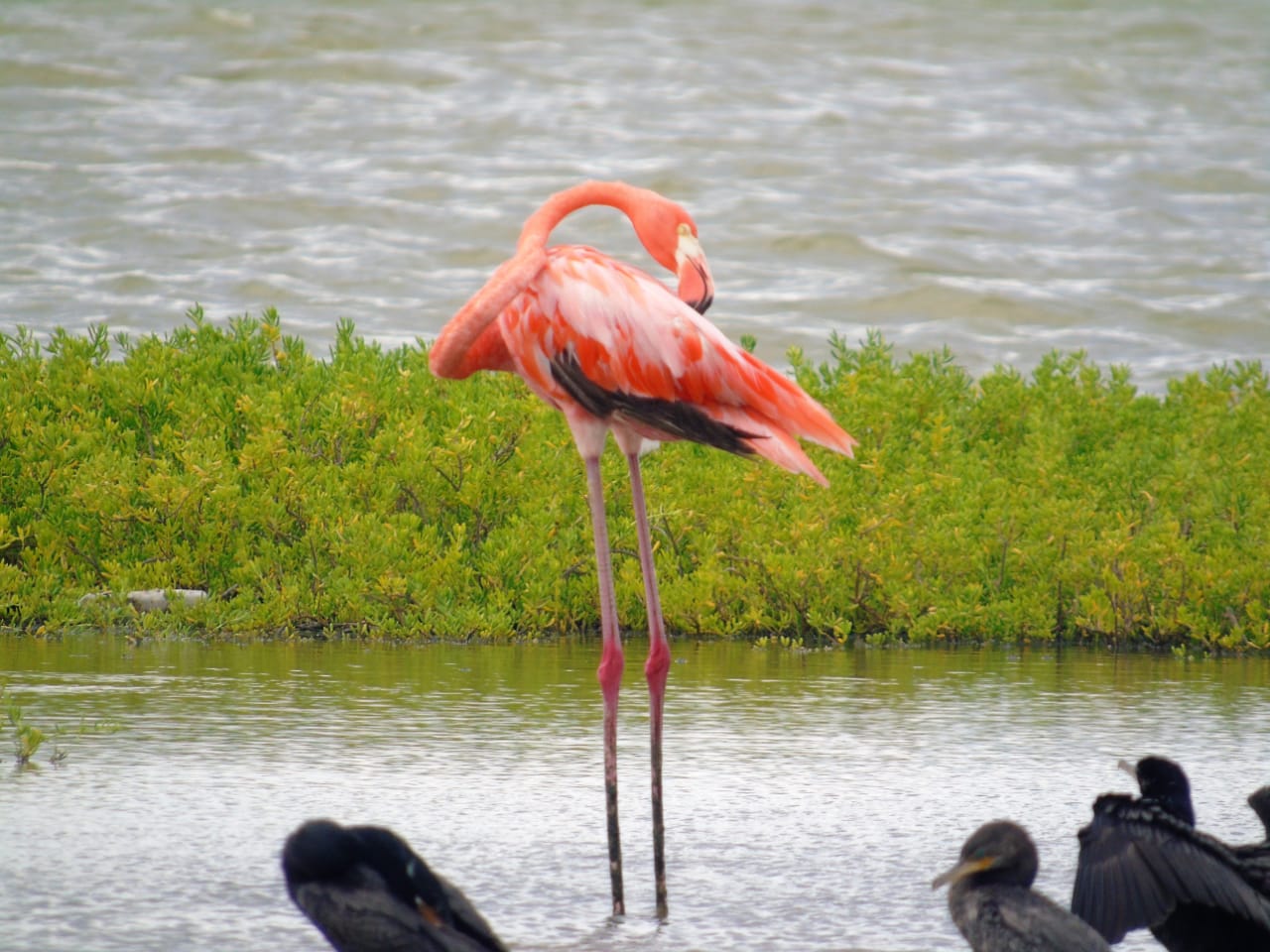 Flamencos La Guajira