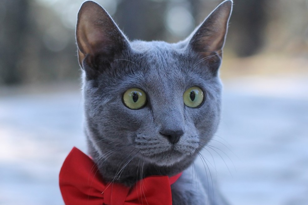 Los 4 mejores filtros de las redes sociales diseñados para mascotas