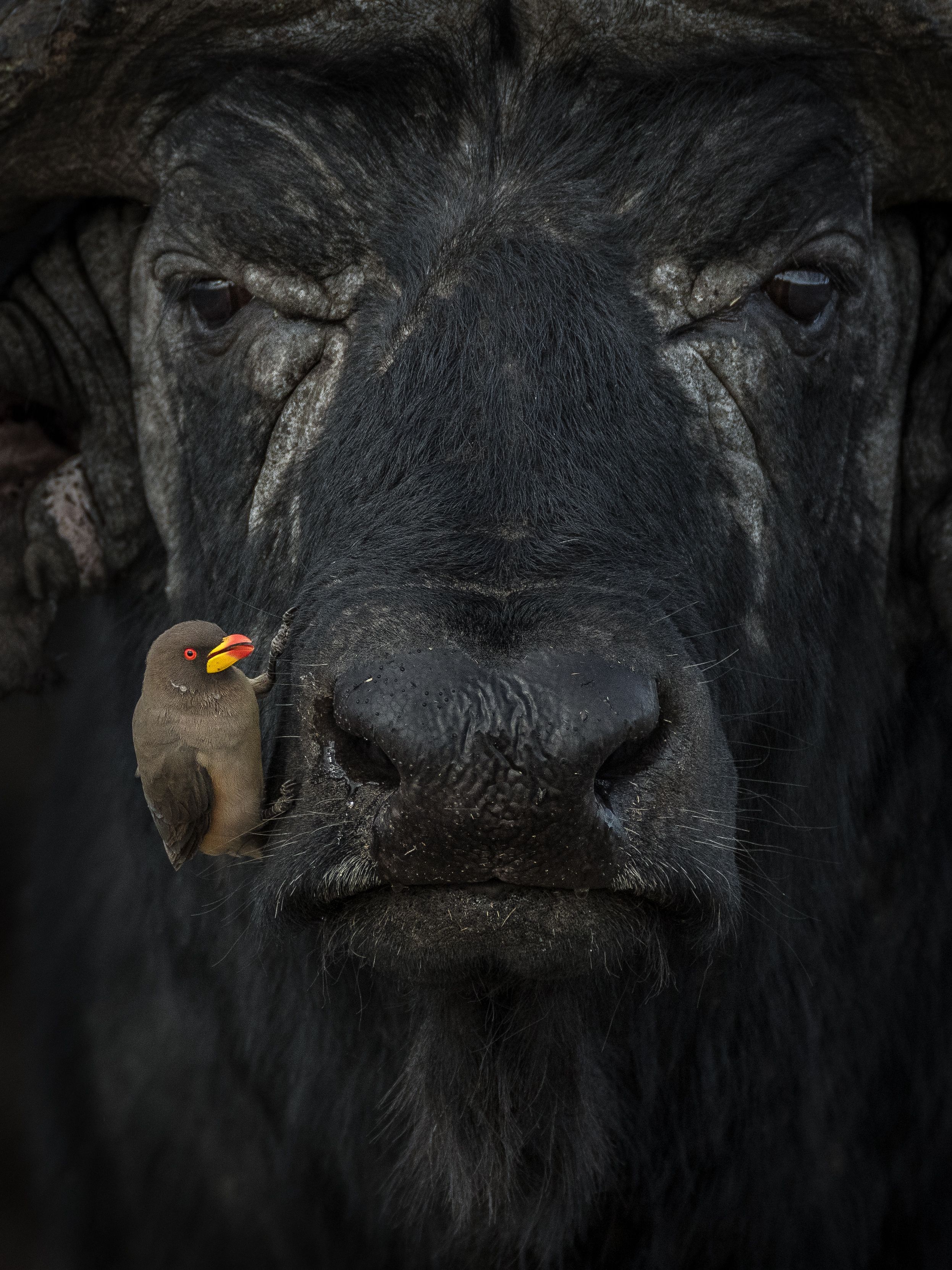 El premio Plata de la categoría Comportamiento - Aves. /Laskshitha Karunarathhna - World Nature Photography Awards.
