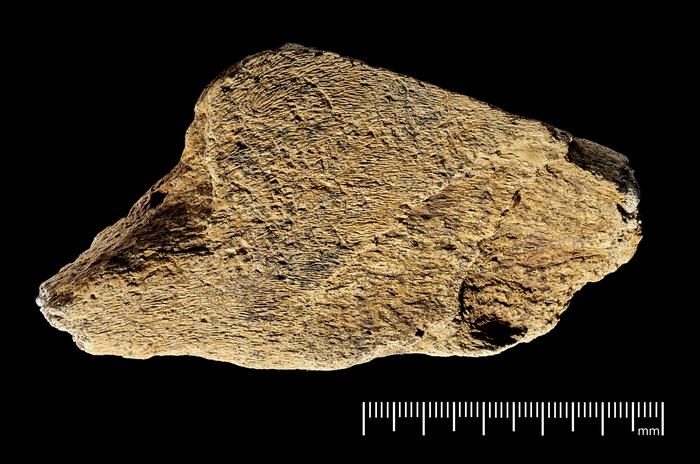 Este martillo de hueso de elefante puede ser la herramienta más antigua de Europa