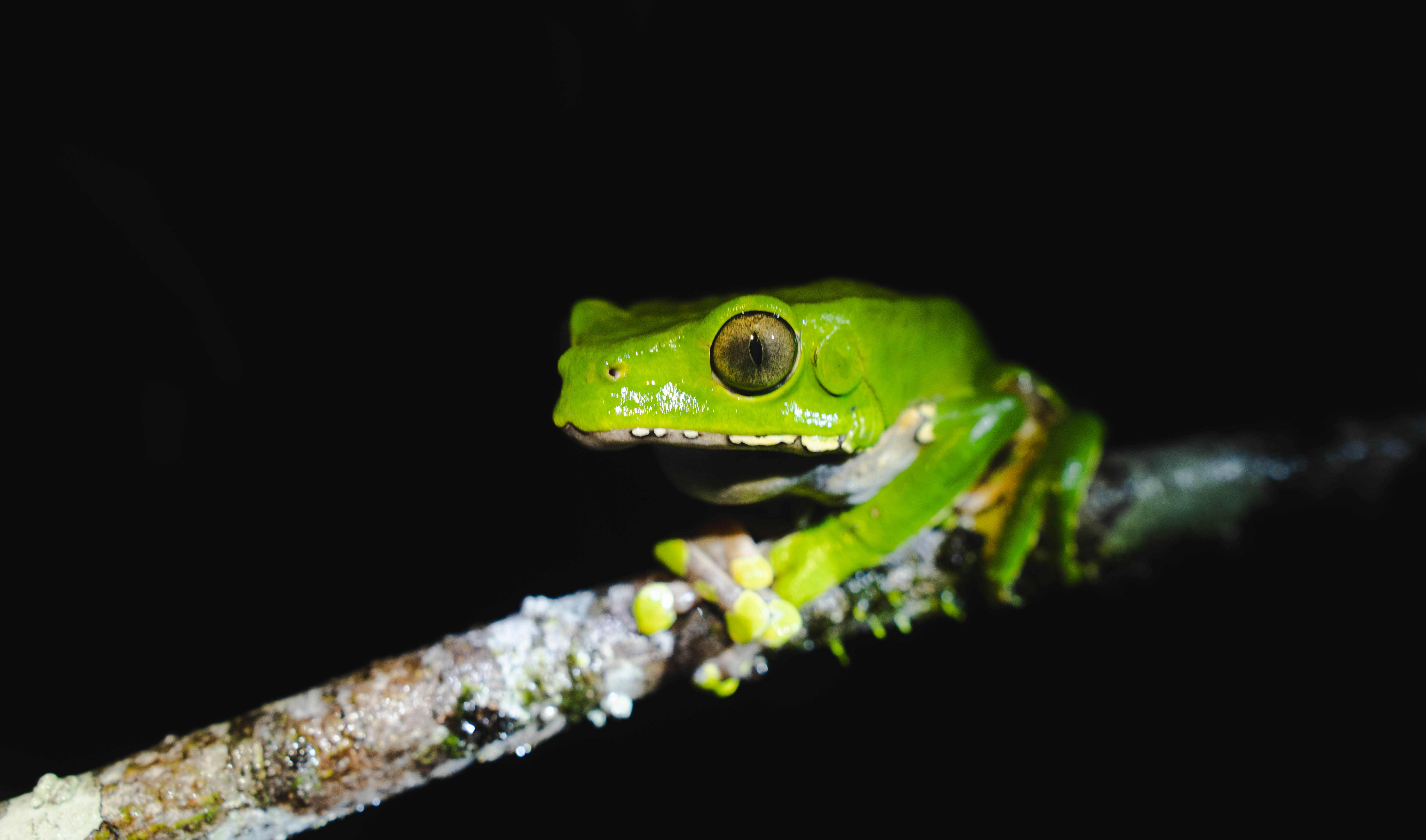 La Región Amazónica comprende el 42 % del territorio nacional y alberga la mayor variedad de peces de agua dulce del planeta y una variedad de mamíferos exóticos como el delfín rosado de río, el manatí, el jaguar, el puma, la nutria gigante, el pecarí, el tapir, el capibara, el perezoso, entre otros.