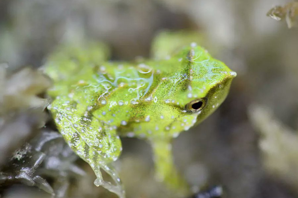 Ranas de Darwin (Rhinoderma darwinii).