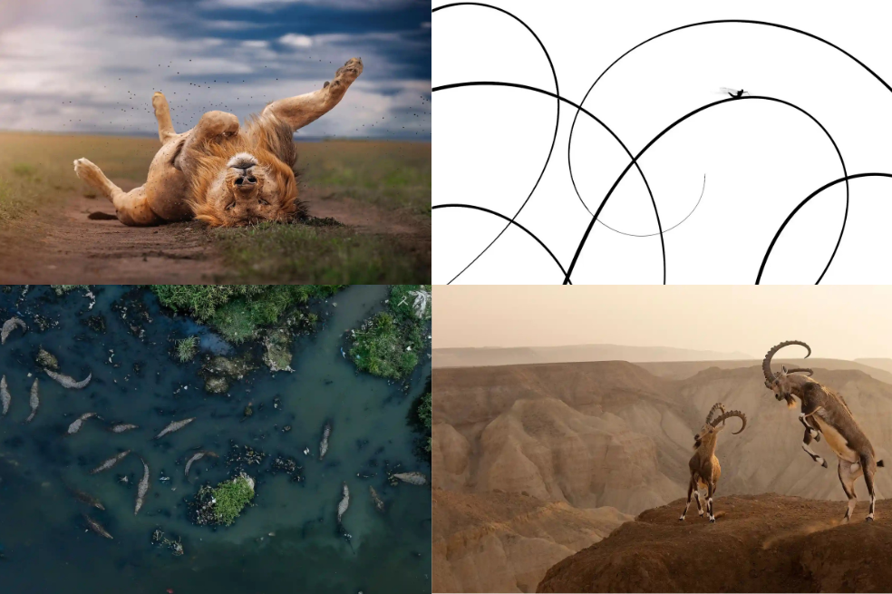 Nature inFocus 2023: las mejores imágenes de la vida salvaje en el mundo