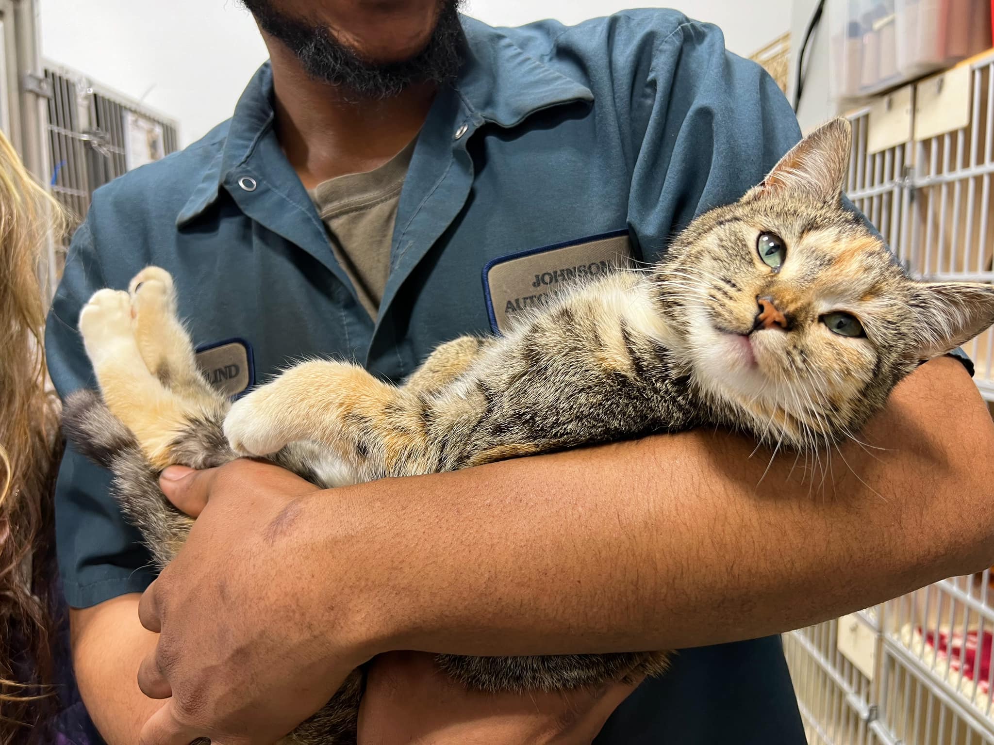 Tuvo una segunda oportunidad: gata fue rescatada justo antes de morir en la basura