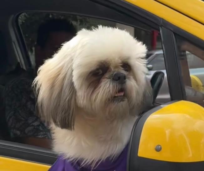 Perrito taxista se vuelve viral en redes sociales: incluso le han dejado propinas