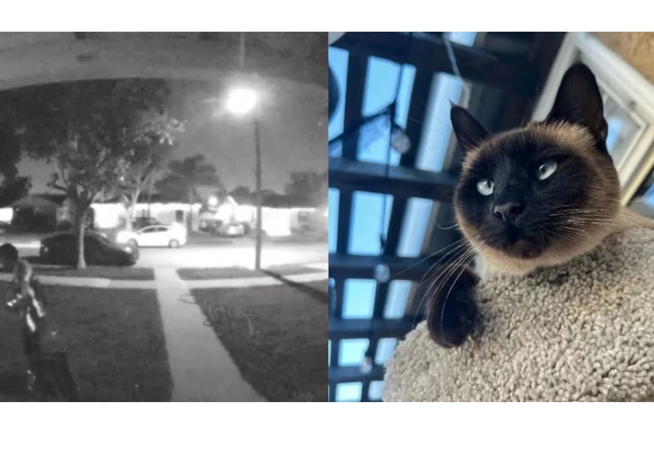 Denuncian a repartidor de Amazon que se llevó una gata durante la entrega de un paquete