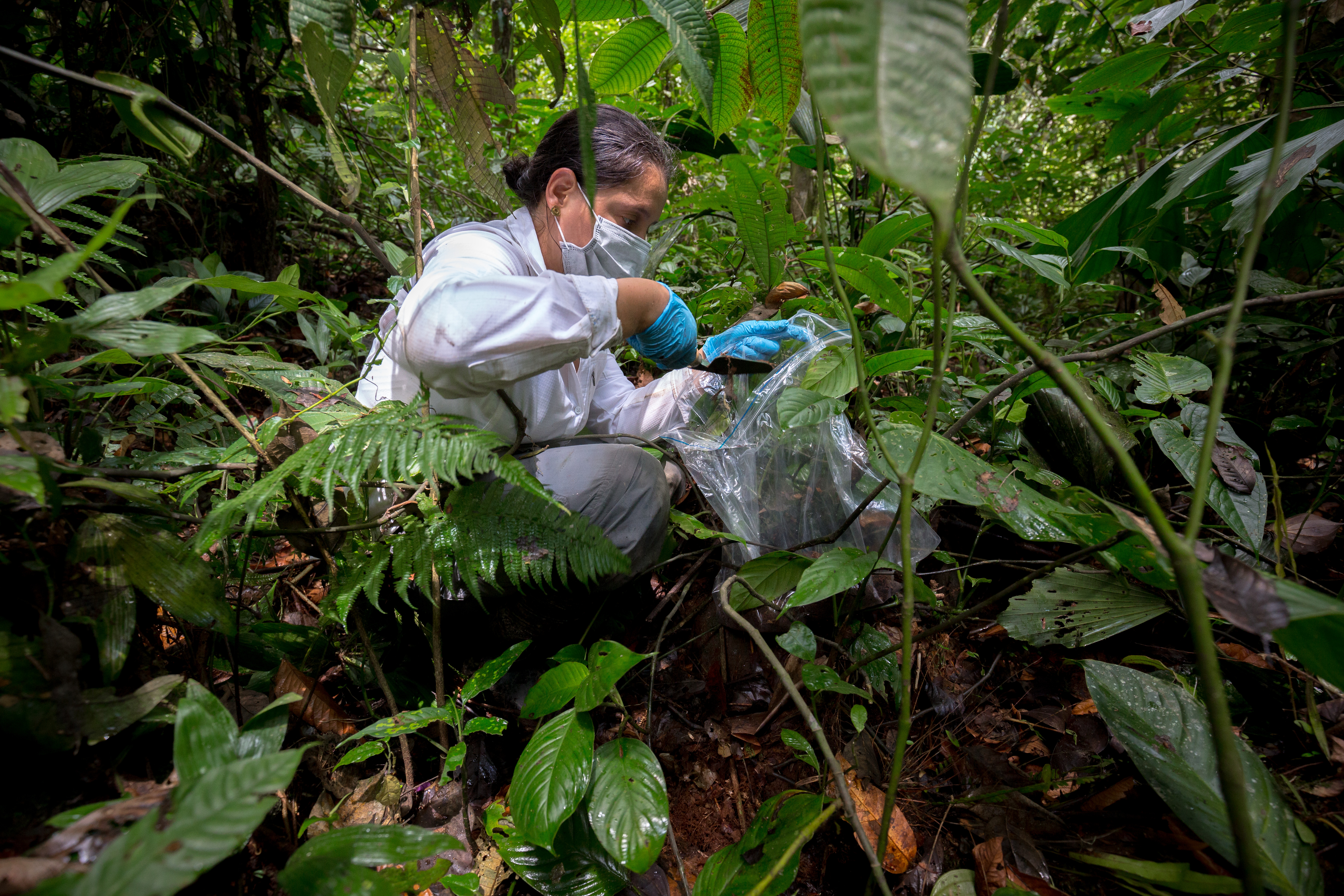 Colombia cada vez conoce más su biodiversidad, pero aún queda camino por recorrer