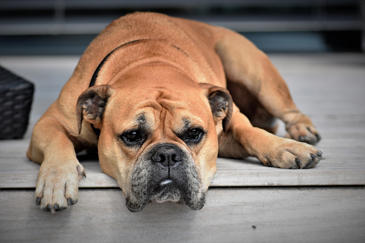 Señales de que su perro se quiere ir de la casa