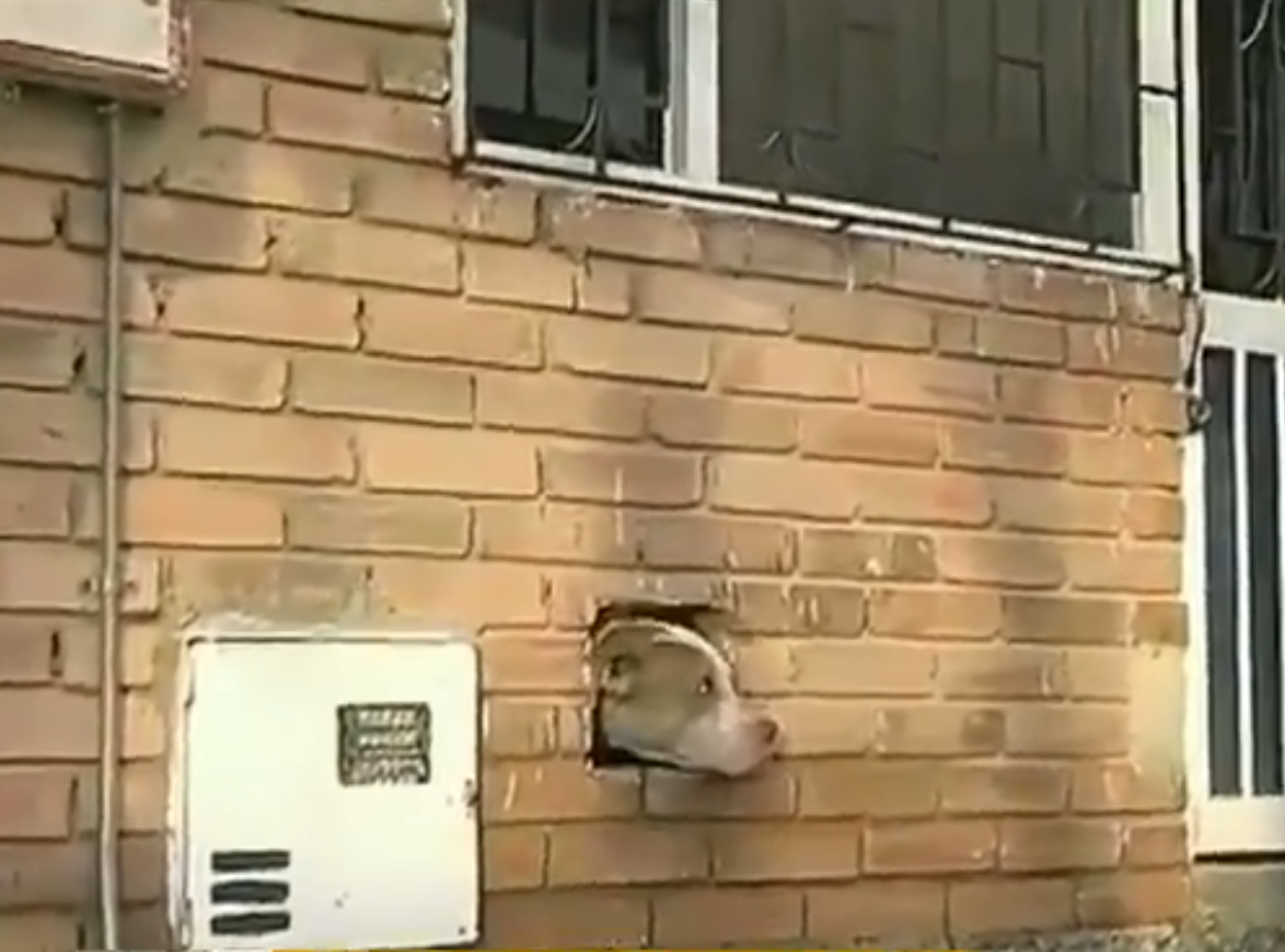 Vecinos alimentan por un hueco a perro abandonado en una vivienda de Bogotá