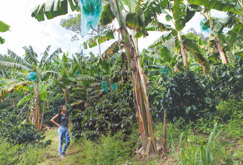 Anlly Rodríguez, de 18 años, es dueña de más de 4.000 árboles de café. Vive con su hermano y sus padres, que la alientan a seguir con la educación que ellos no pudieron tener. / Foto: María Alejandra Medina C.