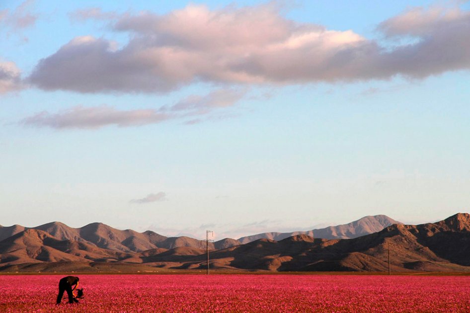 El árido desierto de Atacama se cubre de flores gracias a El Niño