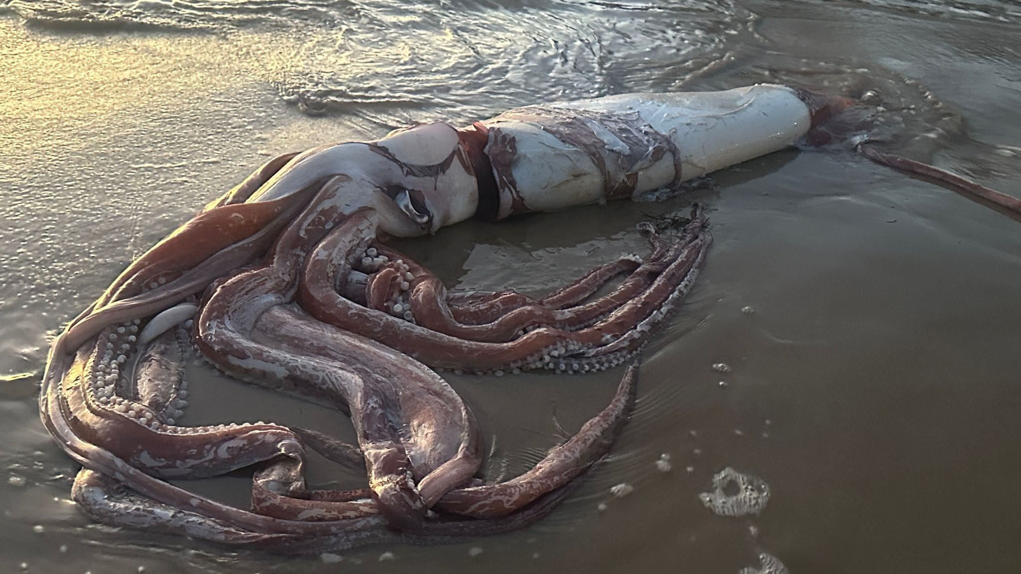 Encuentran un calamar gigante varado en una playa de Llanes, España